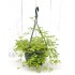 Jiaogulan (Gynostemma pentaphyllum) in 200 mm Green Hanging Basket