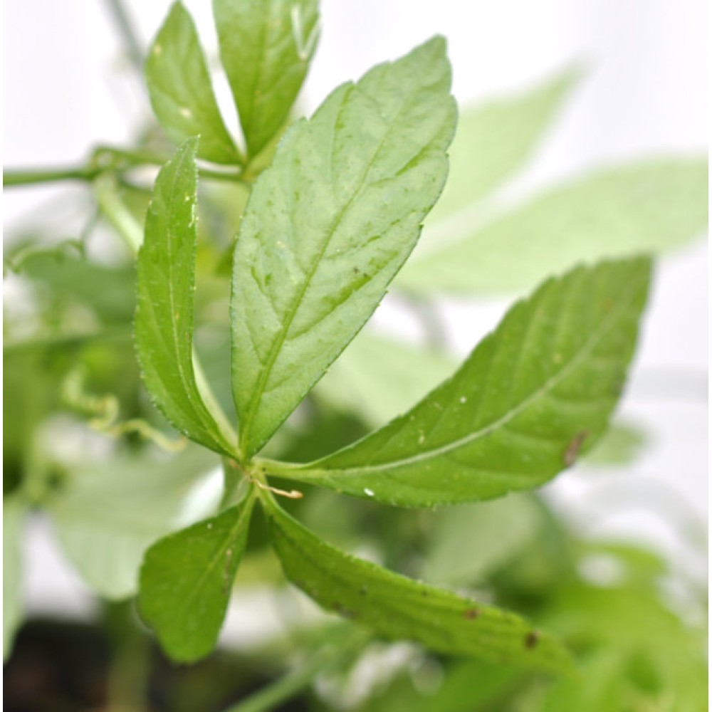 Semi Gynostemma Pentaphyllum 50 Semi Di Gynostemma Pentaphyllum (Jiaogulan) - Pianta Magica Cinese, Adatta A Climati Diversi Gynostemma Pentaphyllum Semi - Foto 3