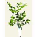 Bare-Rooted Jujube Trees (Wholesale)