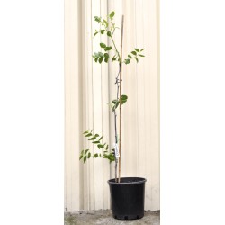 Jujube Tree (Ziziphus jujuba) - Chico (190 mm POT)