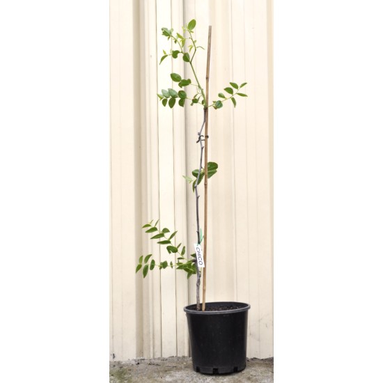 Jujube Tree (Ziziphus jujuba) - Chico (190 mm POT) Jujube Tree (Ziziphus jujuba) - Chico (190 mm POT)