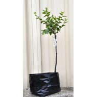 Jujube Tree (Ziziphus jujuba) - Chico (25 L POLYBAG, LARGE ROOTS) Jujube Tree (Ziziphus jujuba) - Chico (25 L POLYBAG, LARGE ROOTS)
