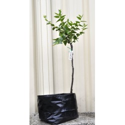 Jujube Tree (Ziziphus jujuba) - Chico (25 L POLYBAG, LARGE ROOTS)