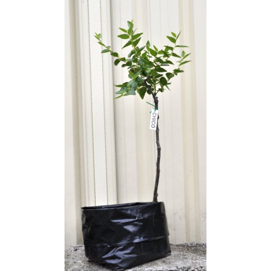 Jujube Tree (Ziziphus jujuba) - Chico (25 L POLYBAG, LARGE ROOTS) Jujube Tree (Ziziphus jujuba) - Chico (25 L POLYBAG, LARGE ROOTS)