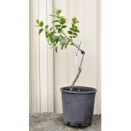 Jujube Tree (Ziziphus jujuba) - Li (190 mm POT)