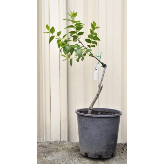 Jujube Tree (Ziziphus jujuba) - Li (190 mm POT)