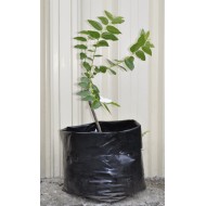 Jujube Tree (Ziziphus jujuba) - Li  (25 L POLYBAG, LARGE ROOTS)