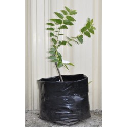 Jujube Tree (Ziziphus jujuba) - Li  (25 L POLYBAG, LARGE ROOTS)