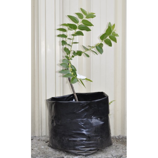 Jujube Tree (Ziziphus jujuba) - Li (25 L POLYBAG, LARGE ROOTS)