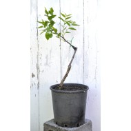 Jujube Tree (Ziziphus jujuba) - Li (190 mm POT) - SMALL #1
