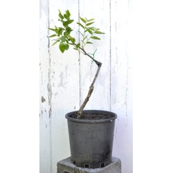 Jujube Tree (Ziziphus jujuba) - Li (190 mm POT) - SMALL #1