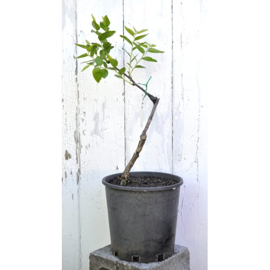 Jujube Tree (Ziziphus jujuba) - Li (190 mm POT) - SMALL #1