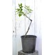 Jujube Tree (Ziziphus jujuba) - Li (190 mm POT) - SMALL #1
