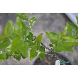 Jujube Tree (Ziziphus jujuba) - Li (190 mm POT) - SMALL #1