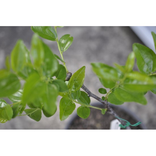 Jujube Tree (Ziziphus jujuba) - Li (190 mm POT) - SMALL #1