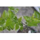 Jujube Tree (Ziziphus jujuba) - Li (190 mm POT) - SMALL #1