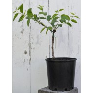 Jujube Tree (Ziziphus jujuba) - Li (190 mm POT) - SMALL #2