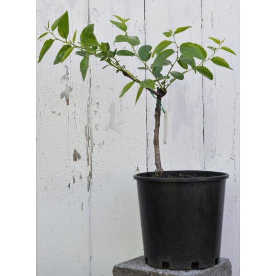 Jujube Tree (Ziziphus jujuba) - Li (190 mm POT) - SMALL #2