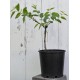 Jujube Tree (Ziziphus jujuba) - Li (190 mm POT) - SMALL #2