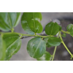 Jujube Tree (Ziziphus jujuba) - Li (190 mm POT) - SMALL #2
