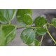 Jujube Tree (Ziziphus jujuba) - Li (190 mm POT) - SMALL #2
