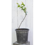 Jujube Tree (Ziziphus jujuba) - Li (190 mm POT) - SMALL #3