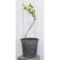 Jujube Tree (Ziziphus jujuba) - Li (190 mm POT) - SMALL #3