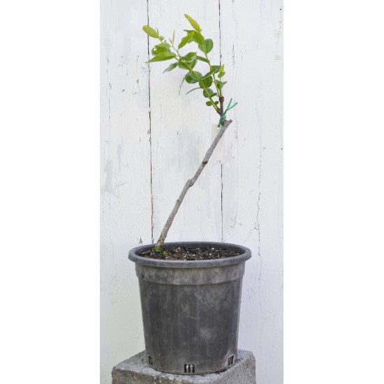 Jujube Tree (Ziziphus jujuba) - Li (190 mm POT) - SMALL #3