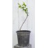 Jujube Tree (Ziziphus jujuba) - Li (190 mm POT) - SMALL #3