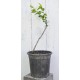 Jujube Tree (Ziziphus jujuba) - Li (190 mm POT) - SMALL #3
