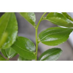 Jujube Tree (Ziziphus jujuba) - Li (190 mm POT) - SMALL #3