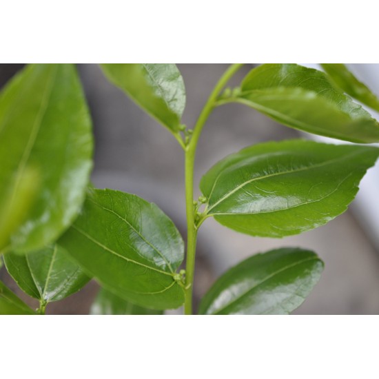 Jujube Tree (Ziziphus jujuba) - Li (190 mm POT) - SMALL #3