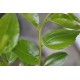 Jujube Tree (Ziziphus jujuba) - Li (190 mm POT) - SMALL #3