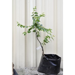 Jujube Tree (Ziziphus jujuba) - Redlands (25 L POLYBAG, LARGE ROOTS)