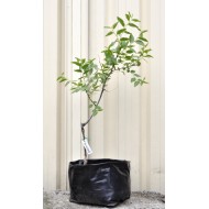 Jujube Tree (Ziziphus jujuba) - Si-Hong (25 L POLYBAG, TALL WITH LARGE ROOTS)
