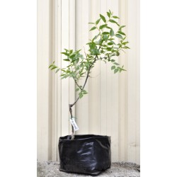 Jujube Tree (Ziziphus jujuba) - Si-Hong (25 L POLYBAG, LARGE ROOTS)