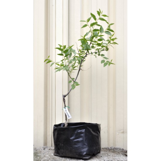 Jujube Tree (Ziziphus jujuba) - Si-Hong (25 L POLYBAG, TALL WITH LARGE ROOTS)