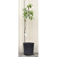 Jujube Tree (Ziziphus jujuba) - Silverhill (190 mm POT)