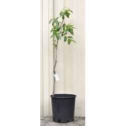 Jujube Tree (Ziziphus jujuba) - Silverhill (190 mm POT)