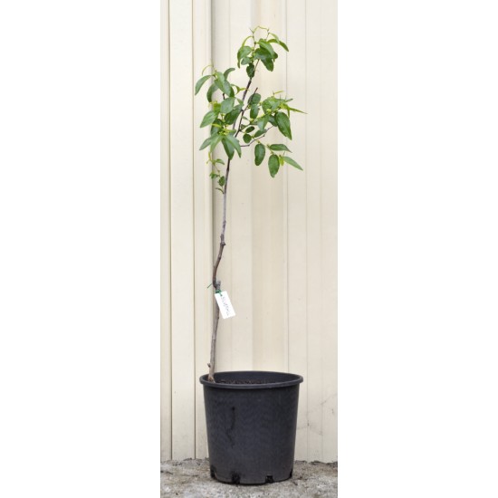 Jujube Tree (Ziziphus jujuba) - Silverhill (190 mm POT)