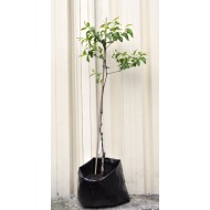 Jujube Tree (Ziziphus jujuba) - Silverhill (also known as Tigertooth) (25 L POLYBAG, TALL WITH LARGE ROOTS)