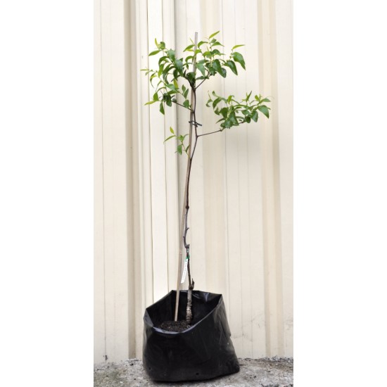 Jujube Tree (Ziziphus jujuba) - Silverhill (also known as Tigertooth) (25 L POLYBAG, TALL WITH LARGE ROOTS)
