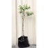 Jujube Tree (Ziziphus jujuba) - Silverhill (also known as Tigertooth) (25 L POLYBAG, TALL WITH LARGE ROOTS)
