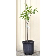 Jujube Tree (Ziziphus jujuba) - Suimen (also known as Shuimen) (190 mm POT)