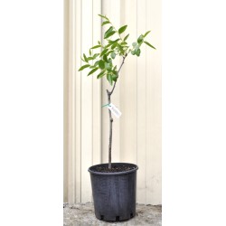 Jujube Tree (Ziziphus jujuba) - Suimen (also known as Shuimen) (190 mm POT)