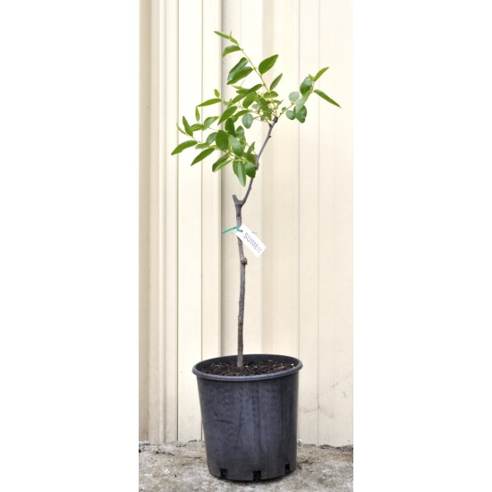 Jujube Tree (Ziziphus jujuba) - Suimen (also known as Shuimen) (190 mm POT)