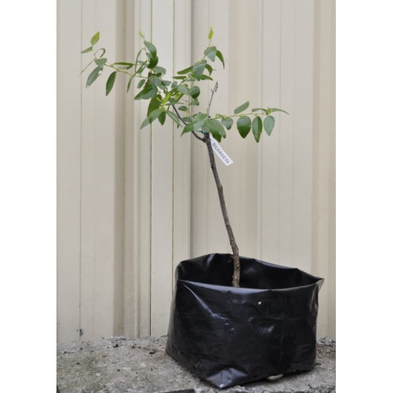 Jujube Tree (Ziziphus jujuba) - Suimen (also known as Shuimen) (25 L POLYBAG, TALL WITH LARGE ROOTS)