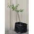 Jujube Tree (Ziziphus jujuba) - Suimen (also known as Shuimen) (25 L POLYBAG, TALL WITH LARGE ROOTS)