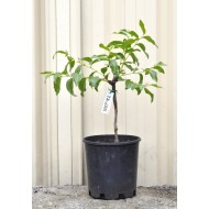 Jujube Tree (Ziziphus jujuba) - Ta-Jan (190 mm POT)