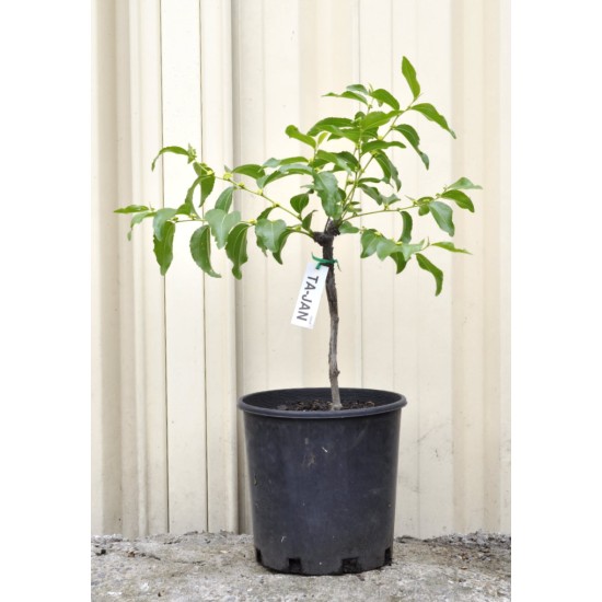 Jujube Tree (Ziziphus jujuba) - Ta-Jan (190 mm POT)